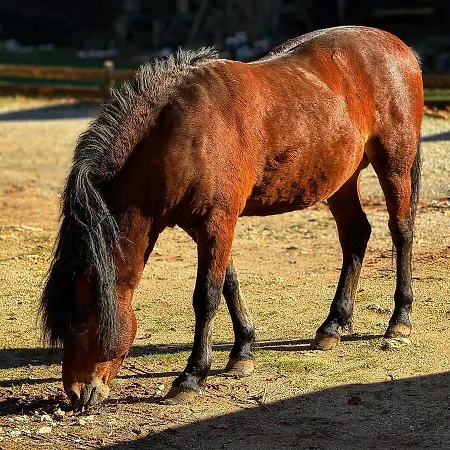 Bjelasnica-villa-treskina Dvorista-apartmani-izletiste-ribnjak