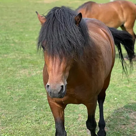 Bjelasnica-villa-treskina Dvorista-apartmani-izletiste-ribnjak 住宿加早餐酒店 塞拉耶佛