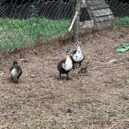 Bjelasnica-villa-treskina Dvorista-apartmani-izletiste-ribnjak 塞拉耶佛