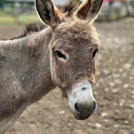 Bjelasnica-villa-treskina Dvorista-apartmani-izletiste-ribnjak 住宿加早餐酒店 塞拉耶佛