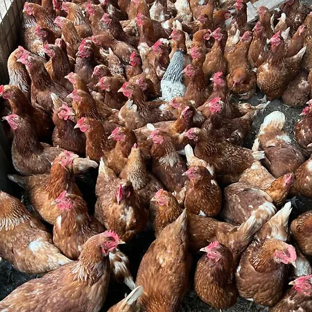 Bjelasnica-villa-treskina Dvorista-apartmani-izletiste-ribnjak 塞拉耶佛