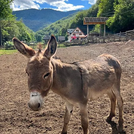 住宿加早餐酒店 Bjelasnica-villa-treskina Dvorista-apartmani-izletiste-ribnjak 塞拉耶佛