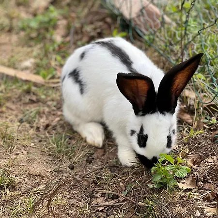 住宿加早餐酒店 Bjelasnica-villa-treskina Dvorista-apartmani-izletiste-ribnjak 塞拉耶佛