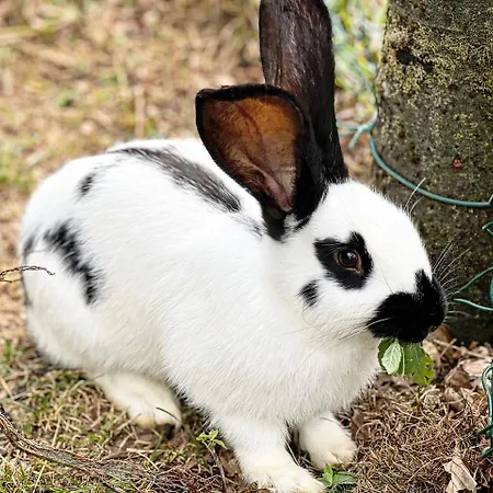 Bjelasnica-villa-treskina Dvorista-apartmani-izletiste-ribnjak